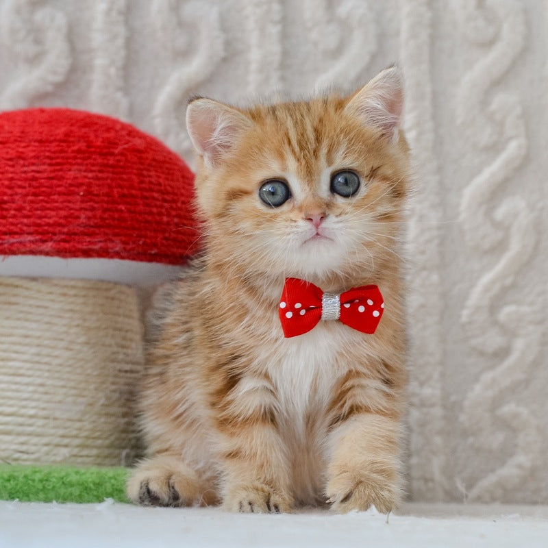 Harvey British Shorthair male, chocolate golden tabby