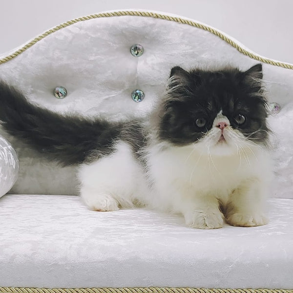 Tamerlane Persian male, black bicolour