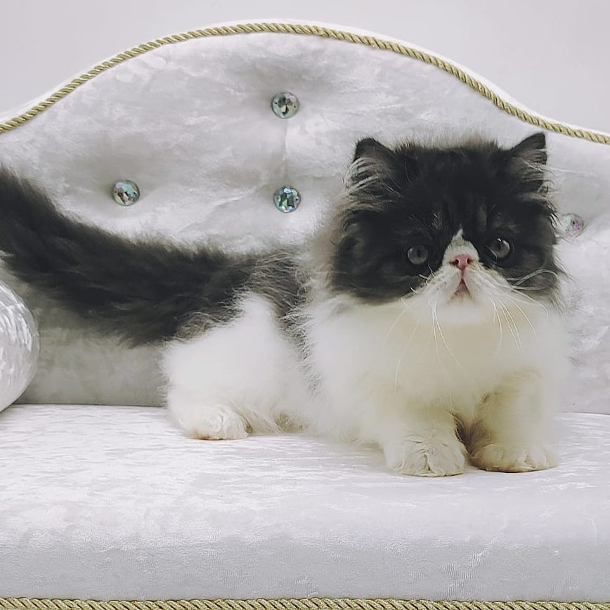 Tamerlane Persian male, black bicolour