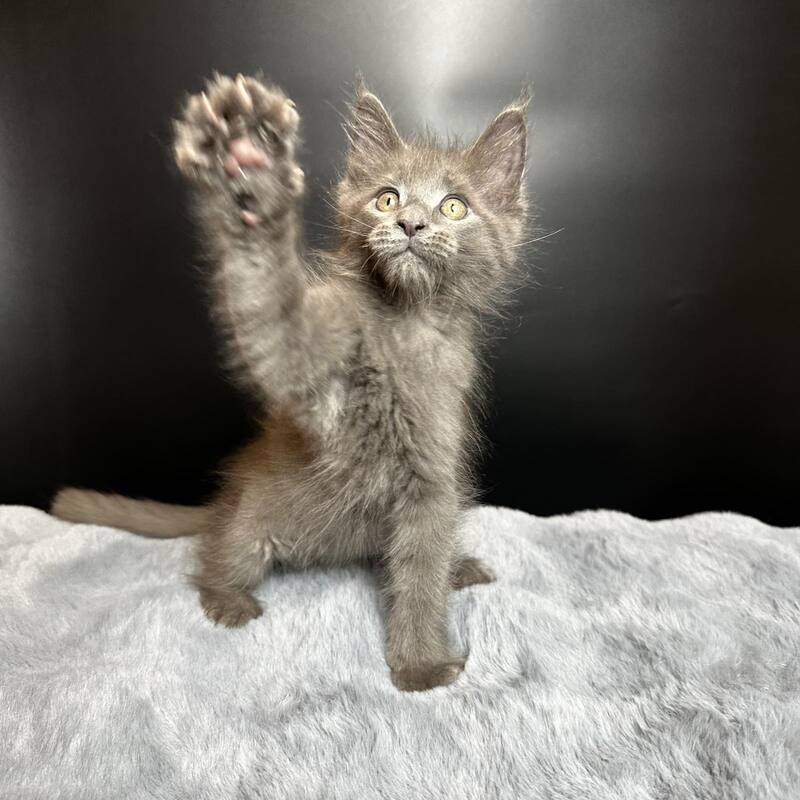 Baunti Maine Coon female blue - live animals