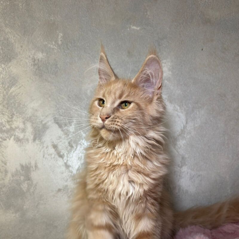 Buster Maine Coon male, cream
