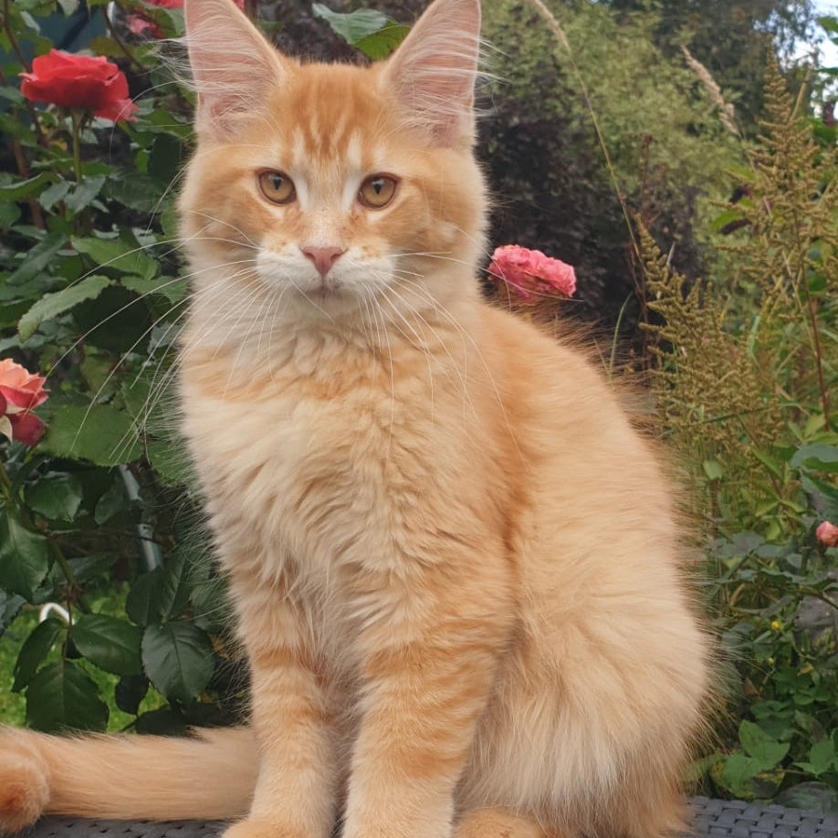Hugo Maine Coon male, red ticked tabby