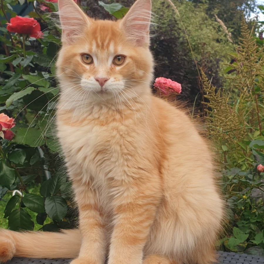 Hugo Maine Coon male, red ticked tabby