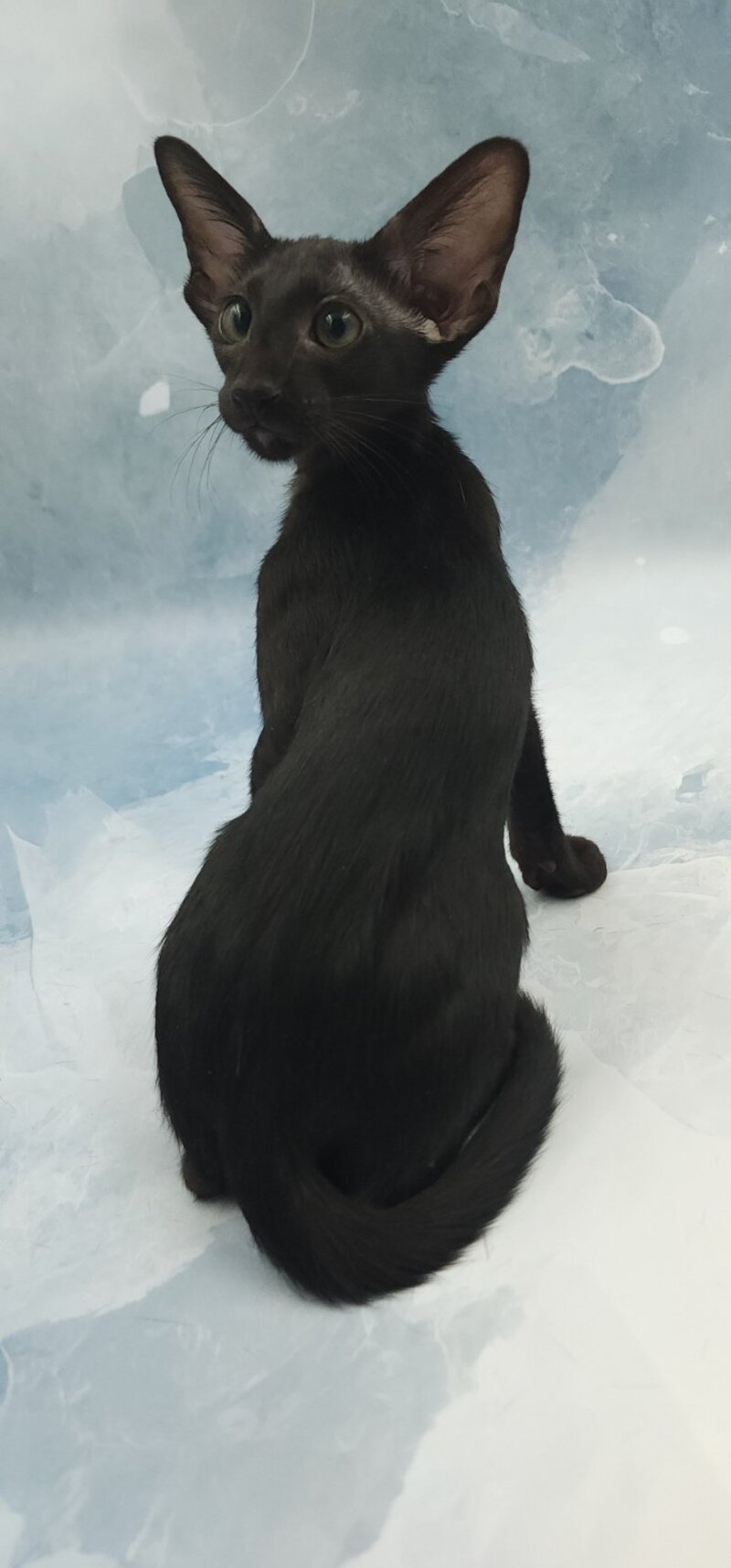 Otto Oriental Shorthair male, black