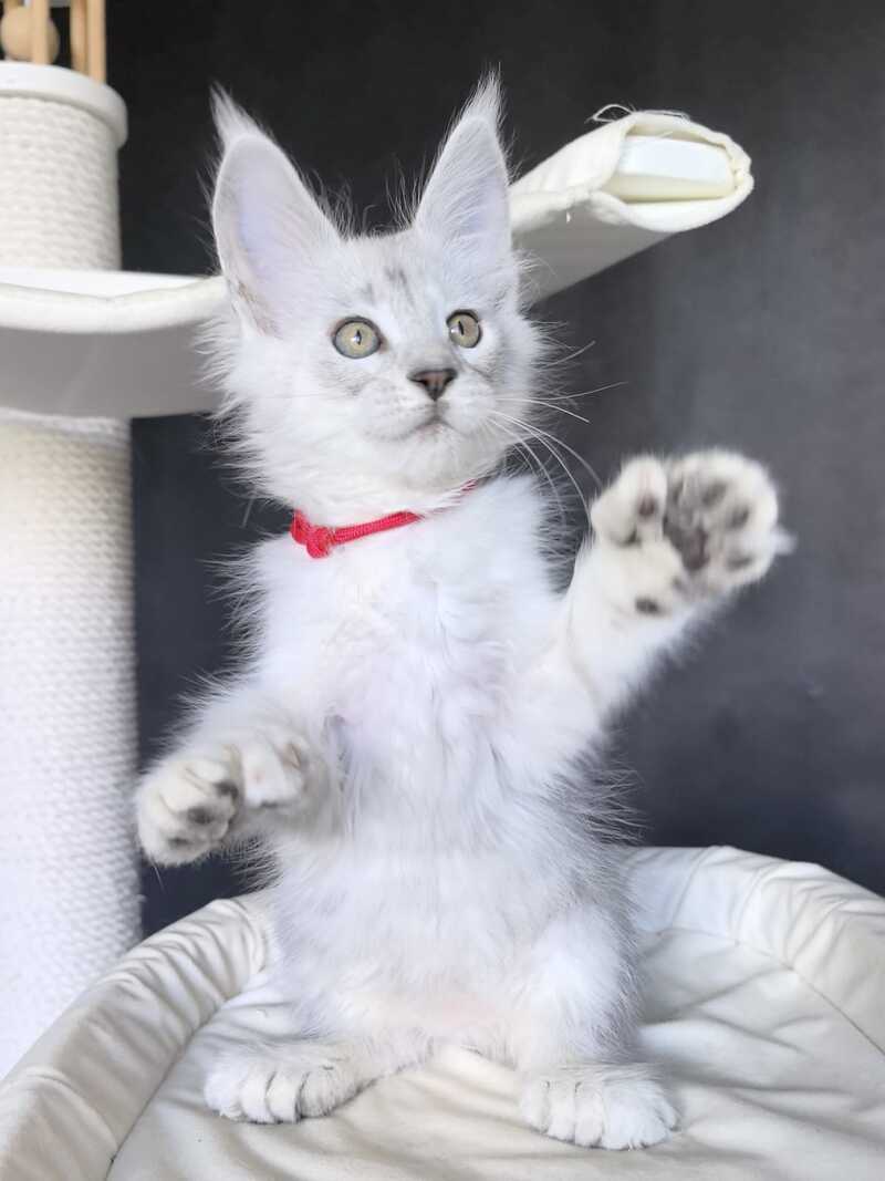Uslada Maine Coon polydactyl female, black silver tabby