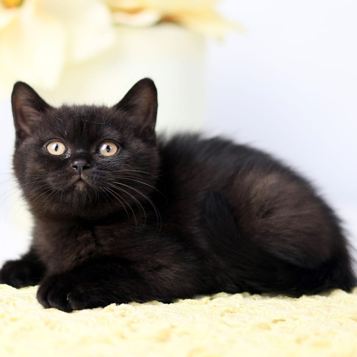 Yanka British Shorthair female, black
