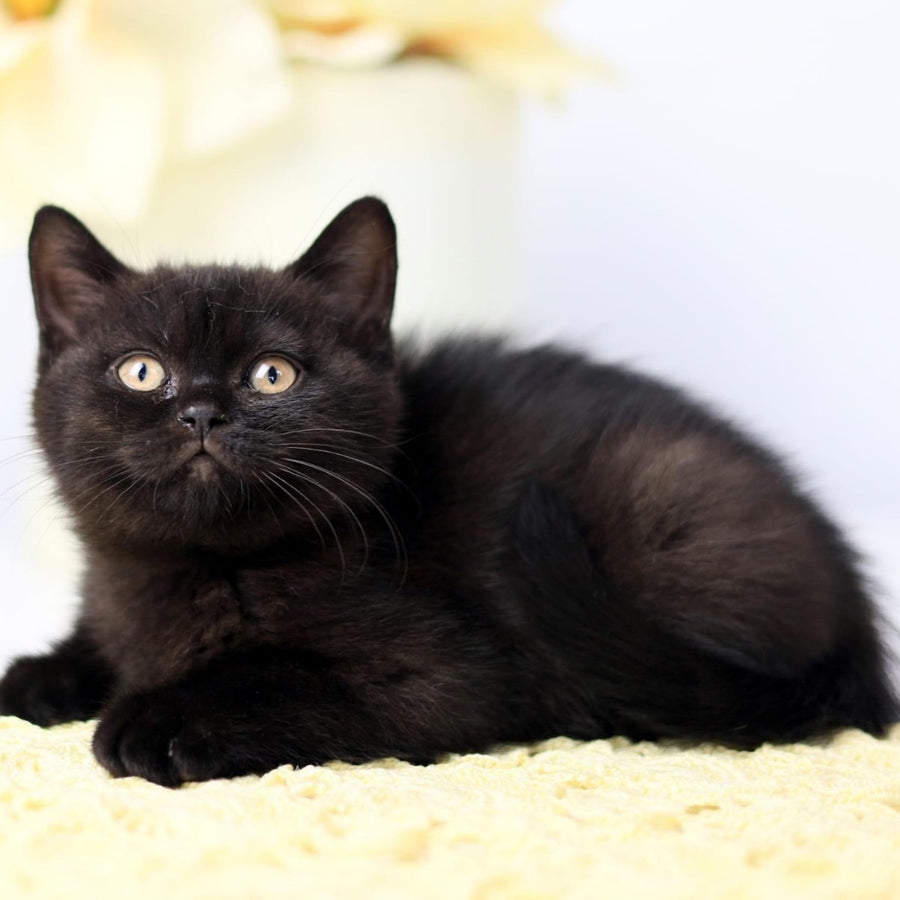 Yanka British Shorthair female, black