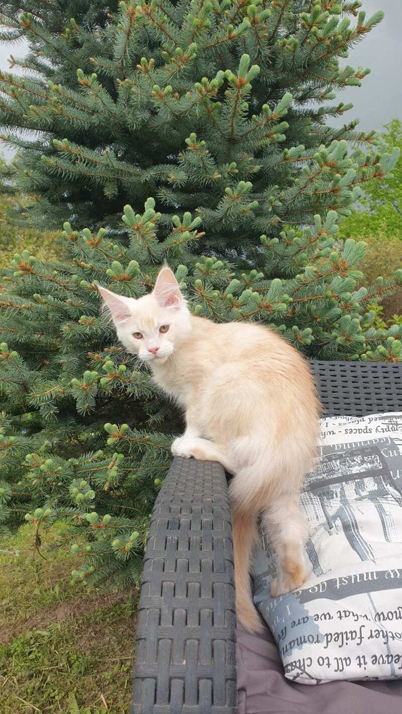 Fender Maine Coon male cream silver ticked tabby - live animals