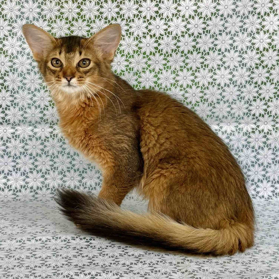Dzhenifer Somali female, ruddy