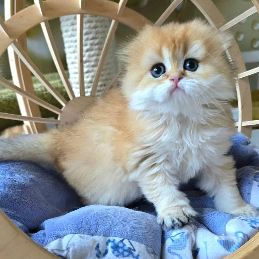 Jin Scottish Fold male, black golden shaded