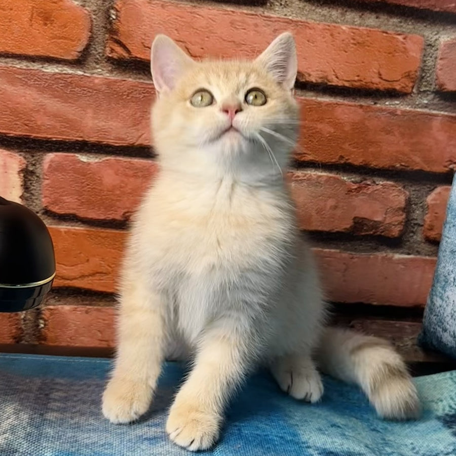 Jin British Shorthair male, blue golden spotted tabby