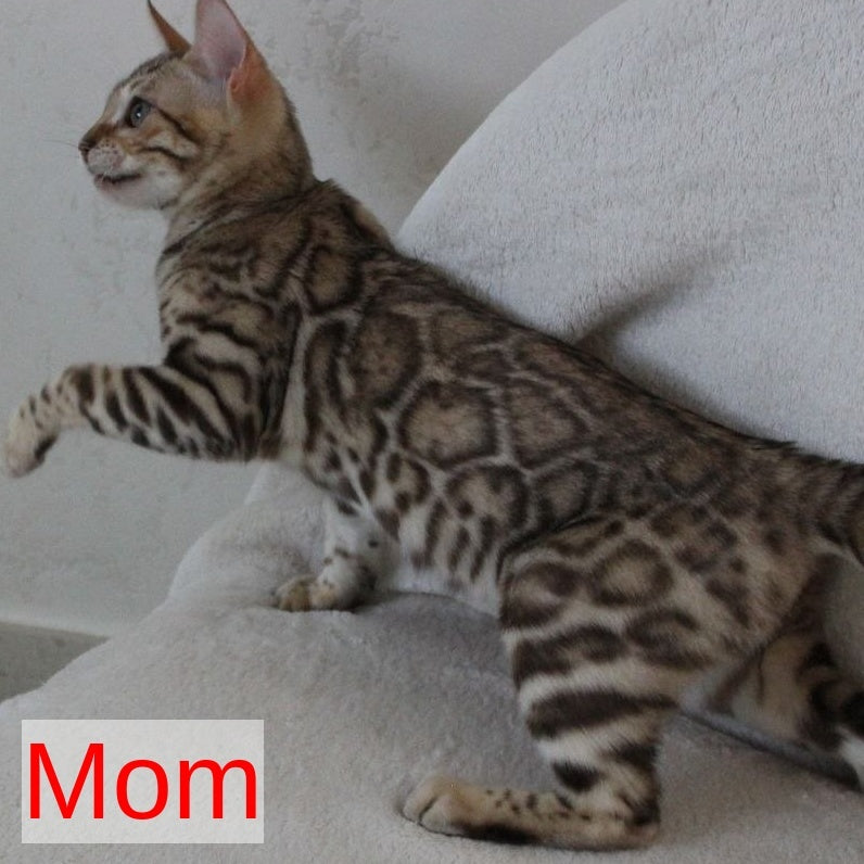 Max Bengal male, seal tabby