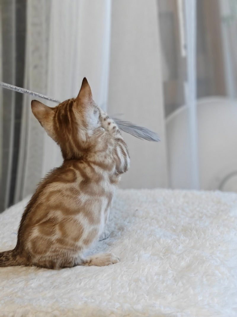 Helen Bengal female black spotted tabby pointed - live animals