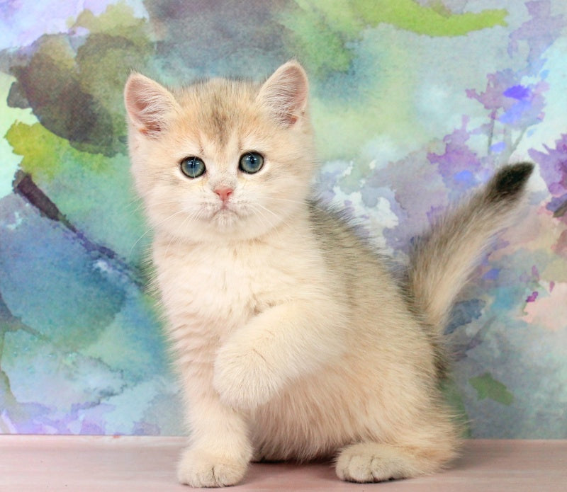Princess British Shorthair female blue golden shaded - live animals