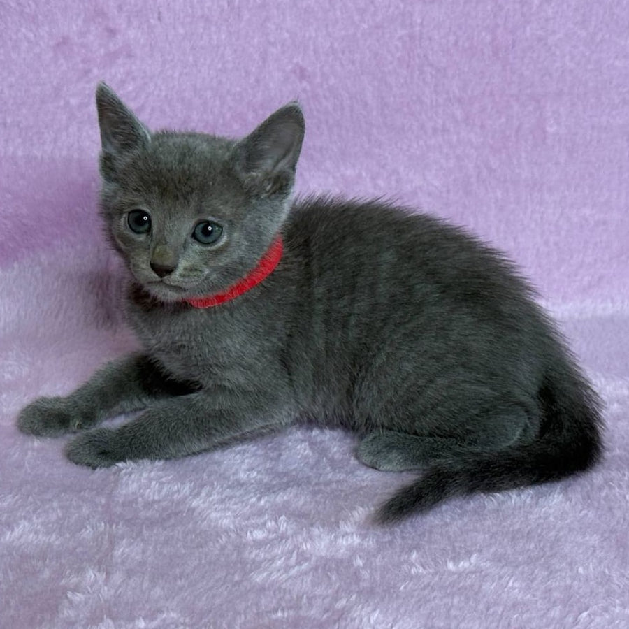 Laid Russian Blue male, blue
