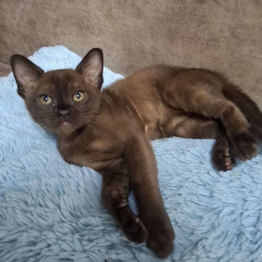 Hardi Burmese male, black
