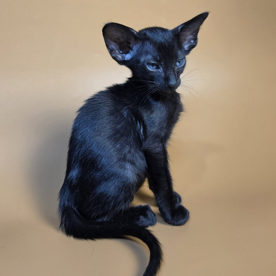 Finn Oriental Shorthair male, black