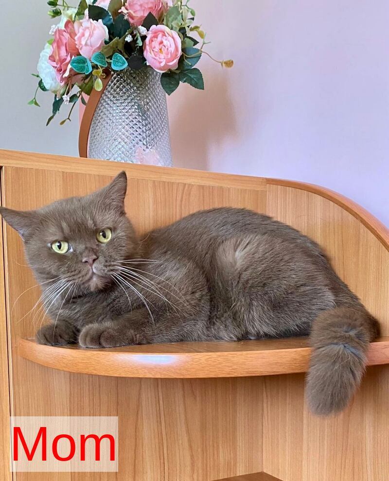 Jem British Shorthair male, chocolate