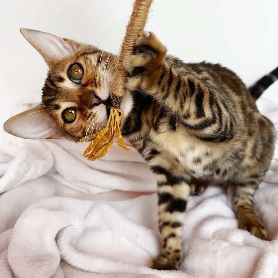 Deizi Bengal female, black spotted tabby