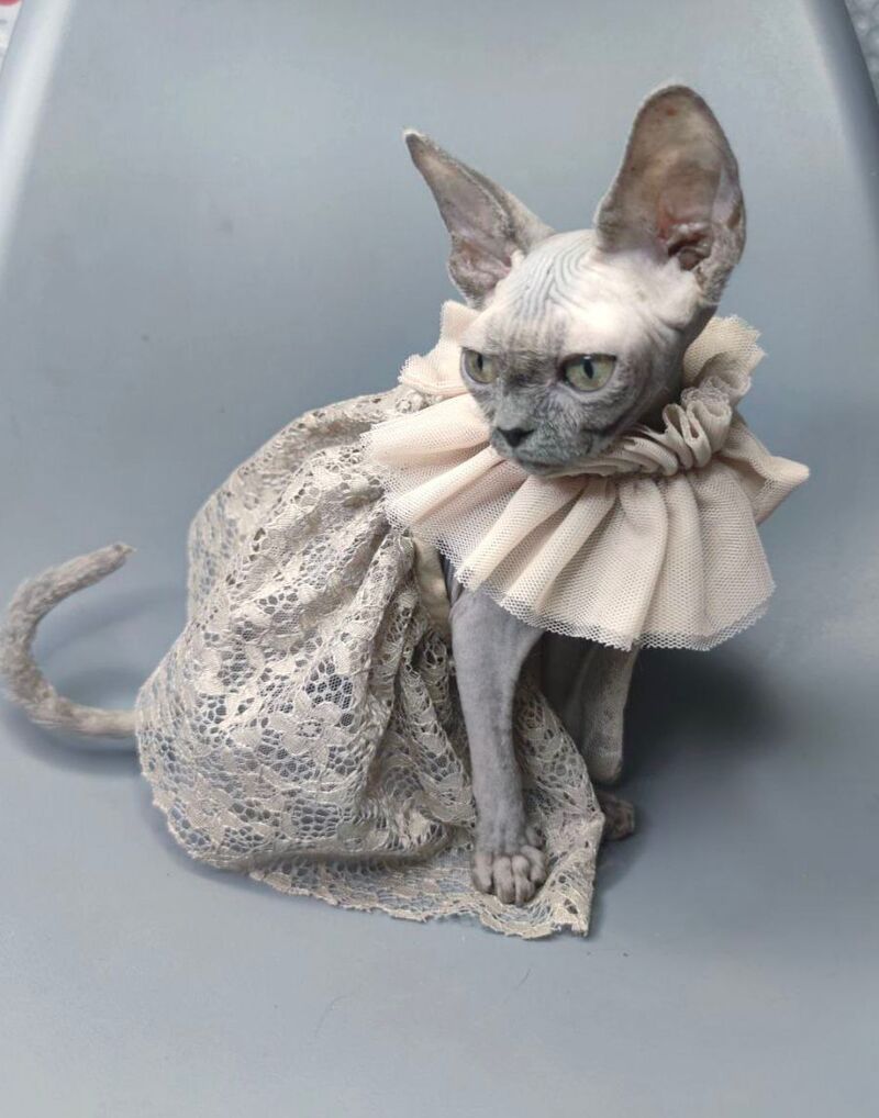 Davinci Vida Canadian Sphynx female, black