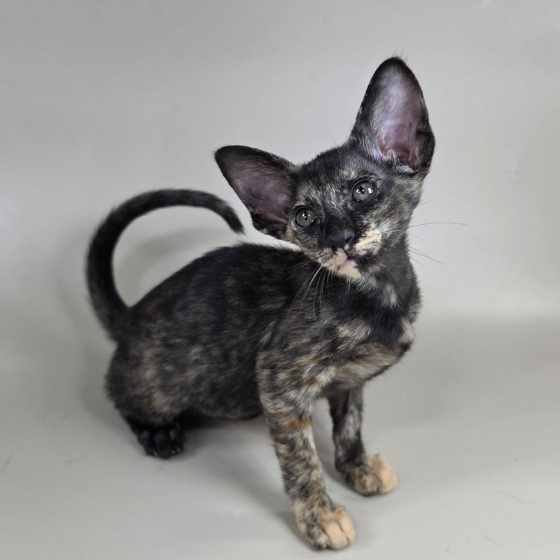 Xandra Oriental Shorthair female, chocolate tortie