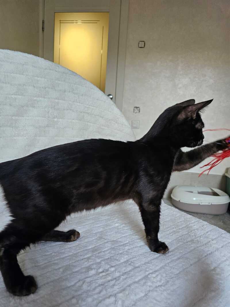 Poker Bengal male, black