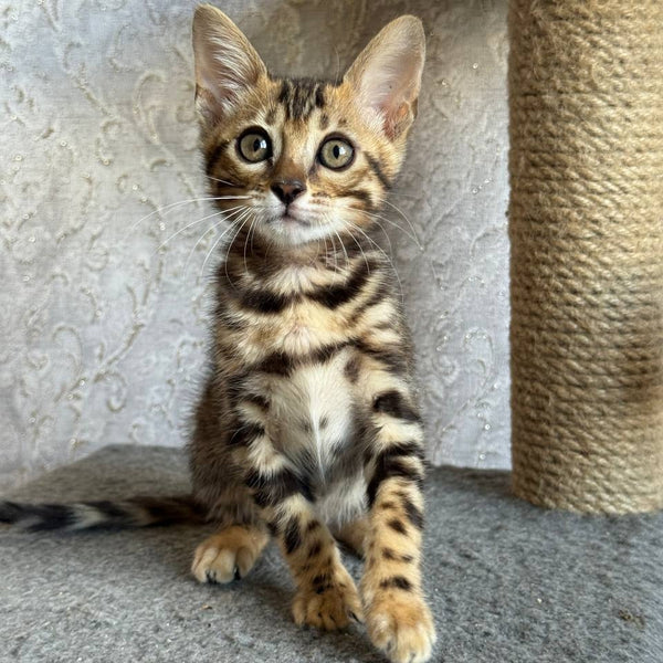 Estella Bengal female, black spotted tabby