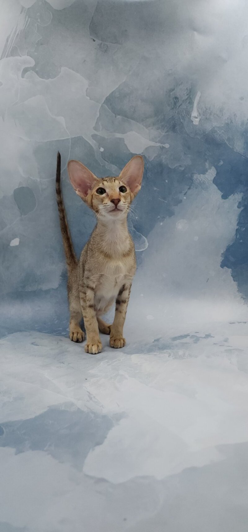 Marian Oriental Shorthair female, chocolate tortie spotted tabby