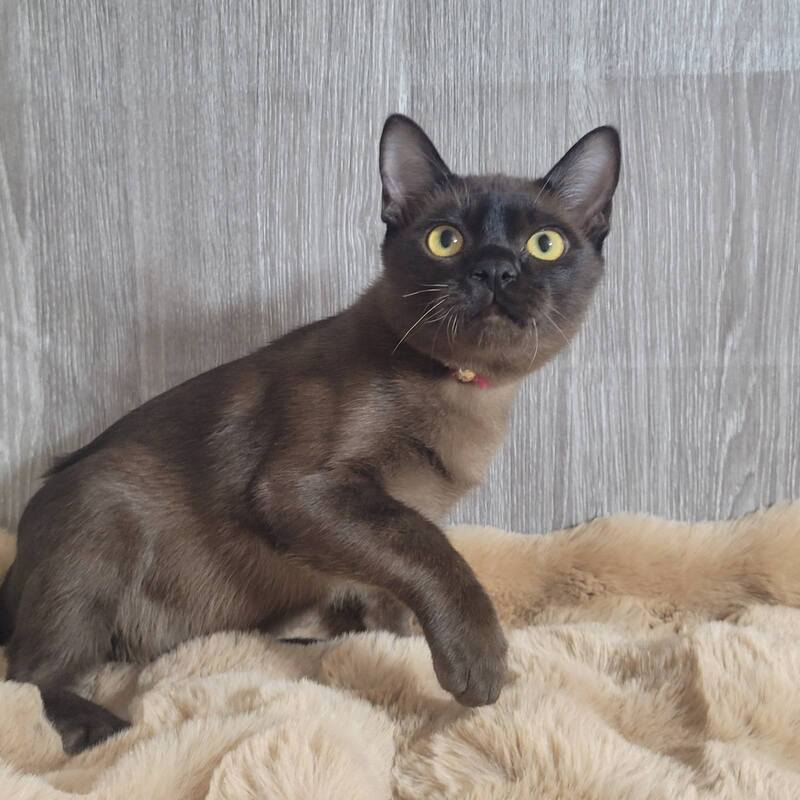 Odysseus Burmese male, black