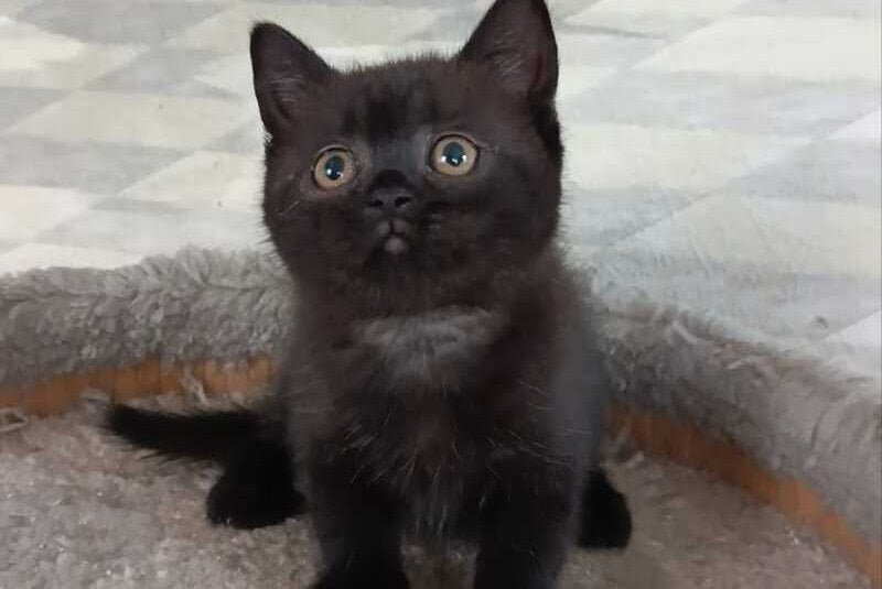 Cassie British Shorthair female, black