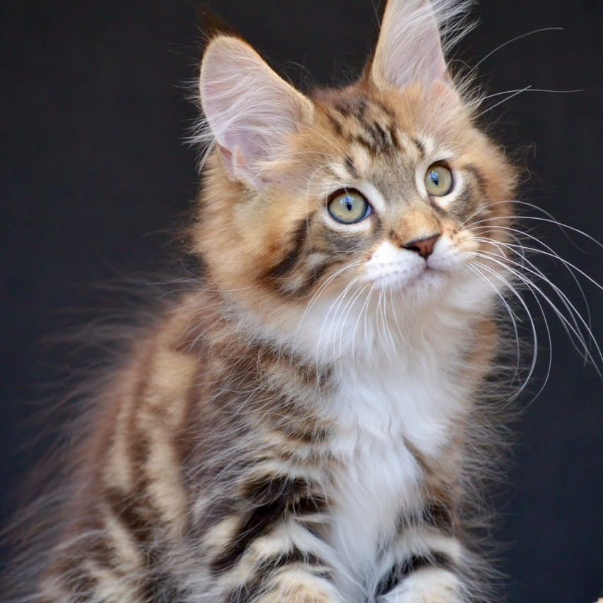 Zeus Maine Coon male, black with white tabby