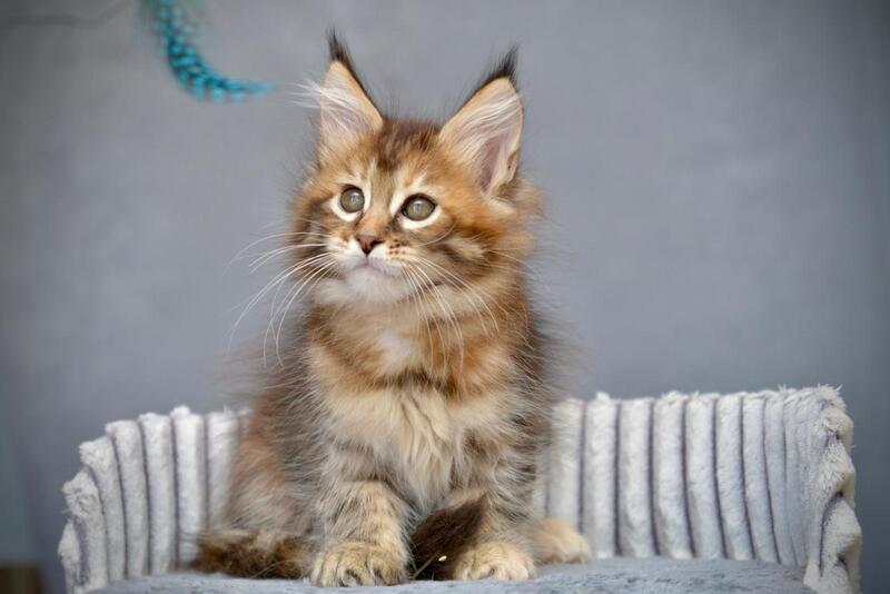 Vanilla Maine Coon female black tortie with white tabby live animals