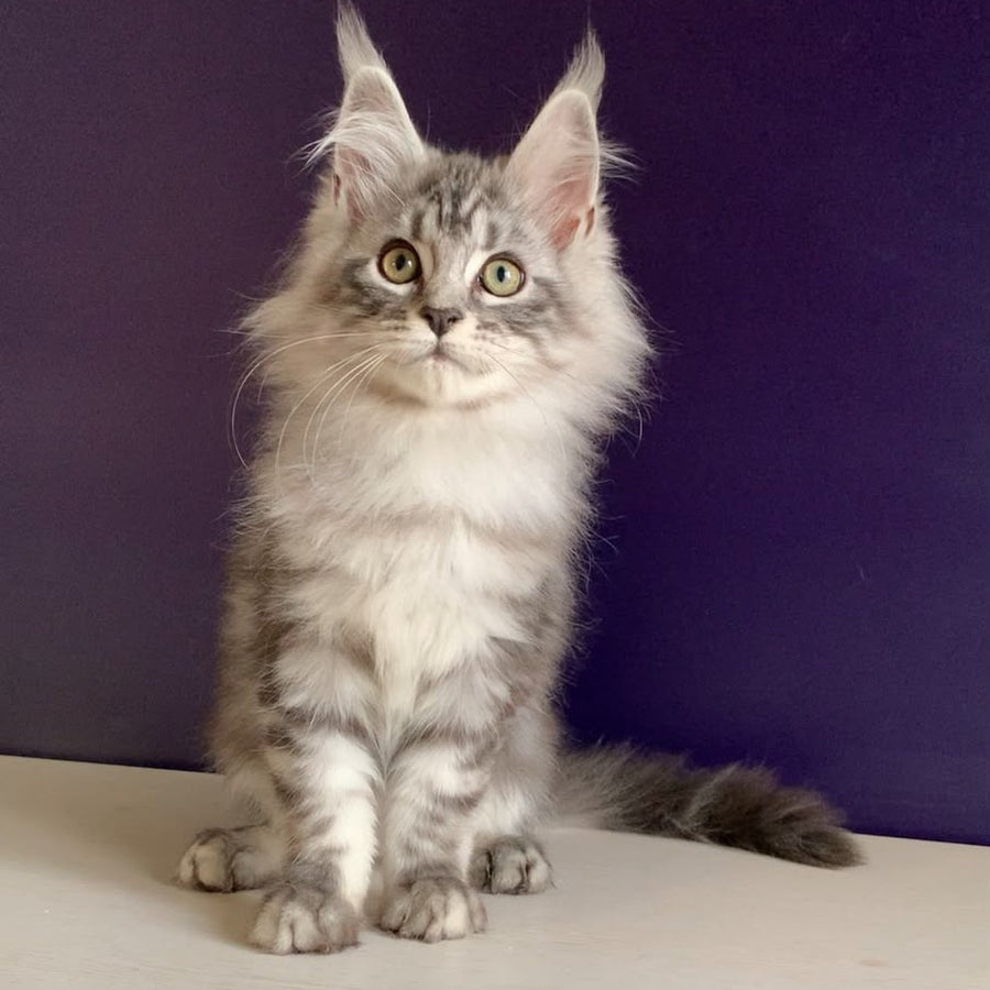 Madagascar Maine Coon male, black silver tabby
