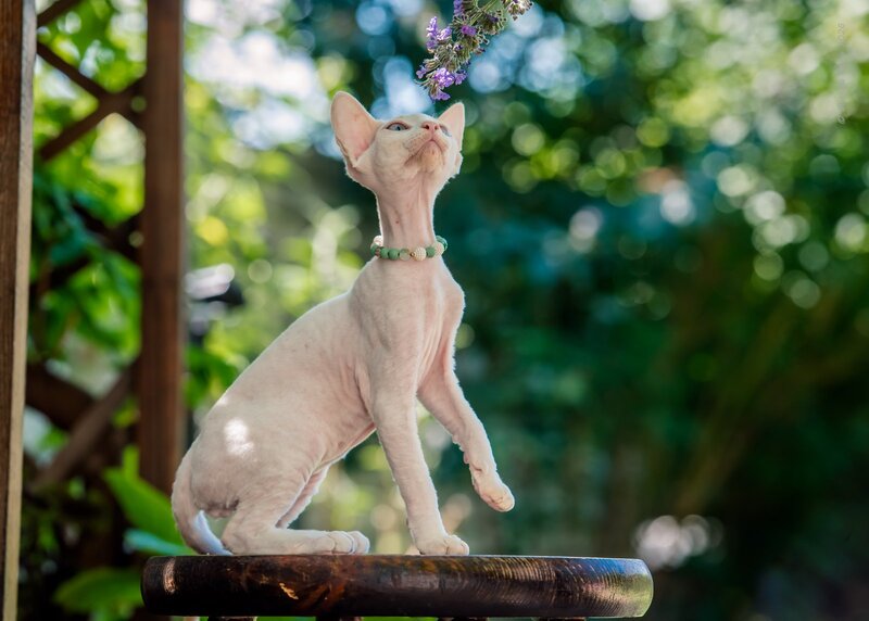 Ice Berry Devon Rex male red pointed - live animals