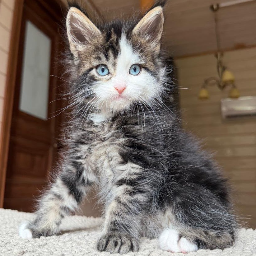 Charli Maine Coon male, black tabby with white