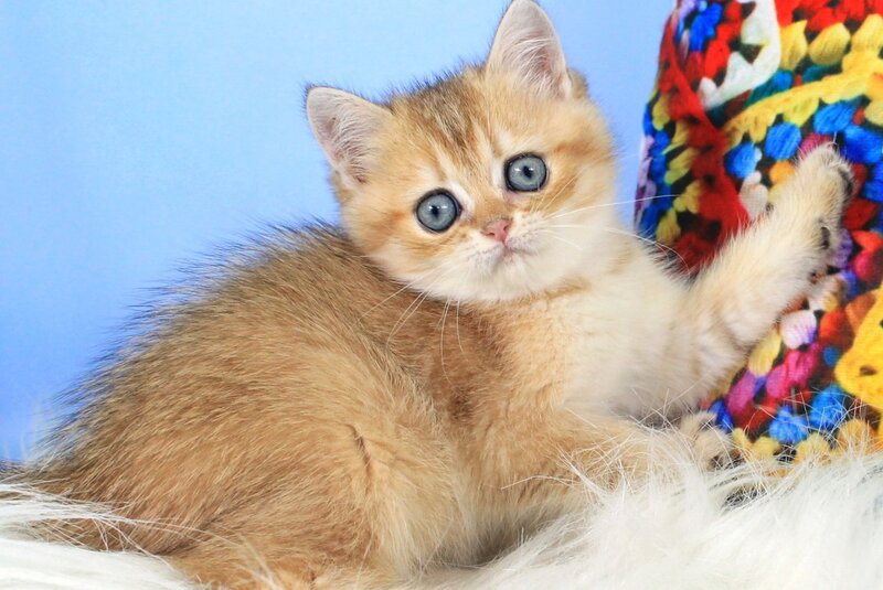 Raphael British Shorthair male, black golden shaded
