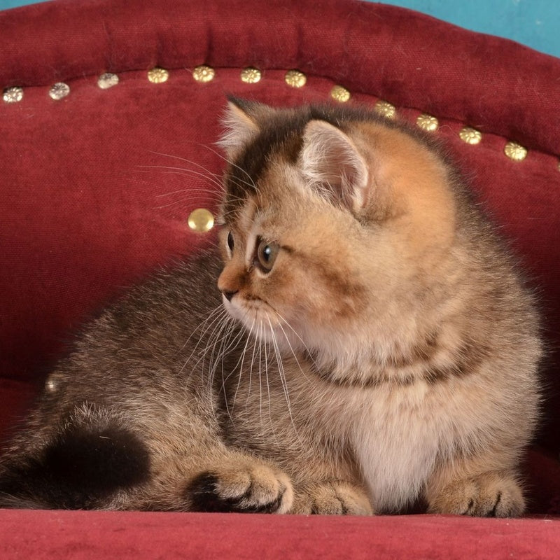Hugo Munchkin male, black ticked tabby