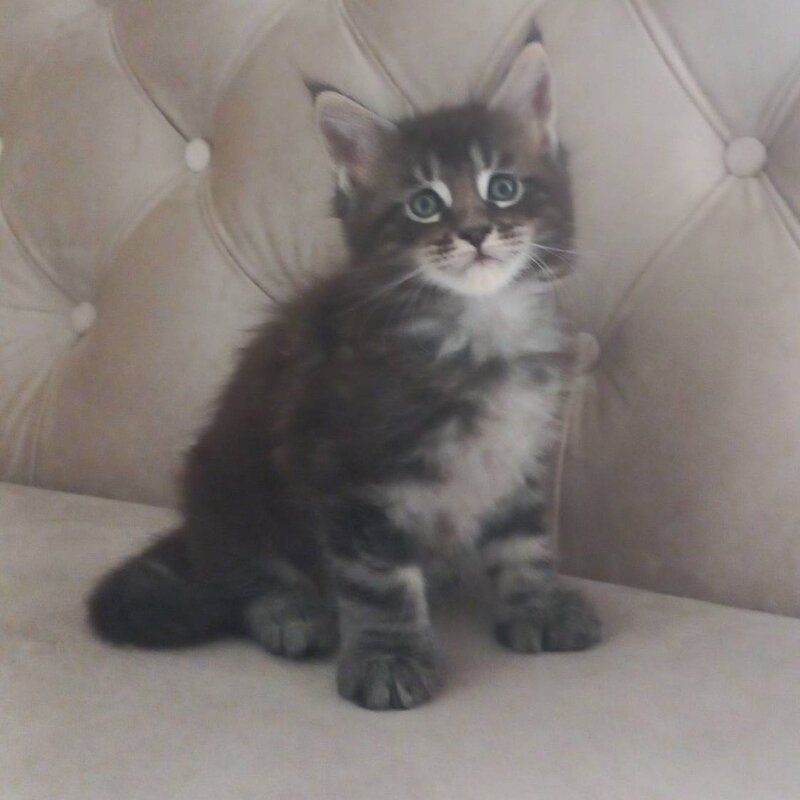Mystic Maine Coon polydactyl 6x6x6x6 male, black tabby