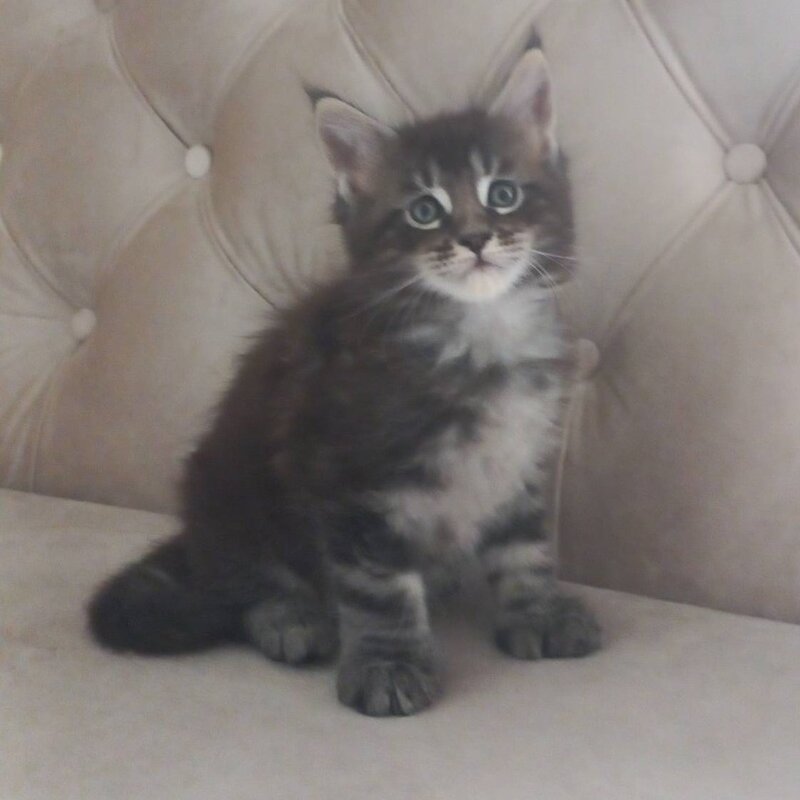 Mystic Maine Coon polydactyl 6x6x6x6 male, black tabby