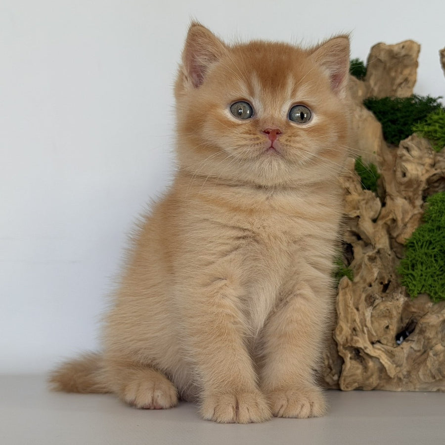 Gio British Shorthair male, red