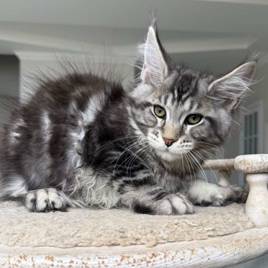 Jeya Maine Coon female, black silver tabby