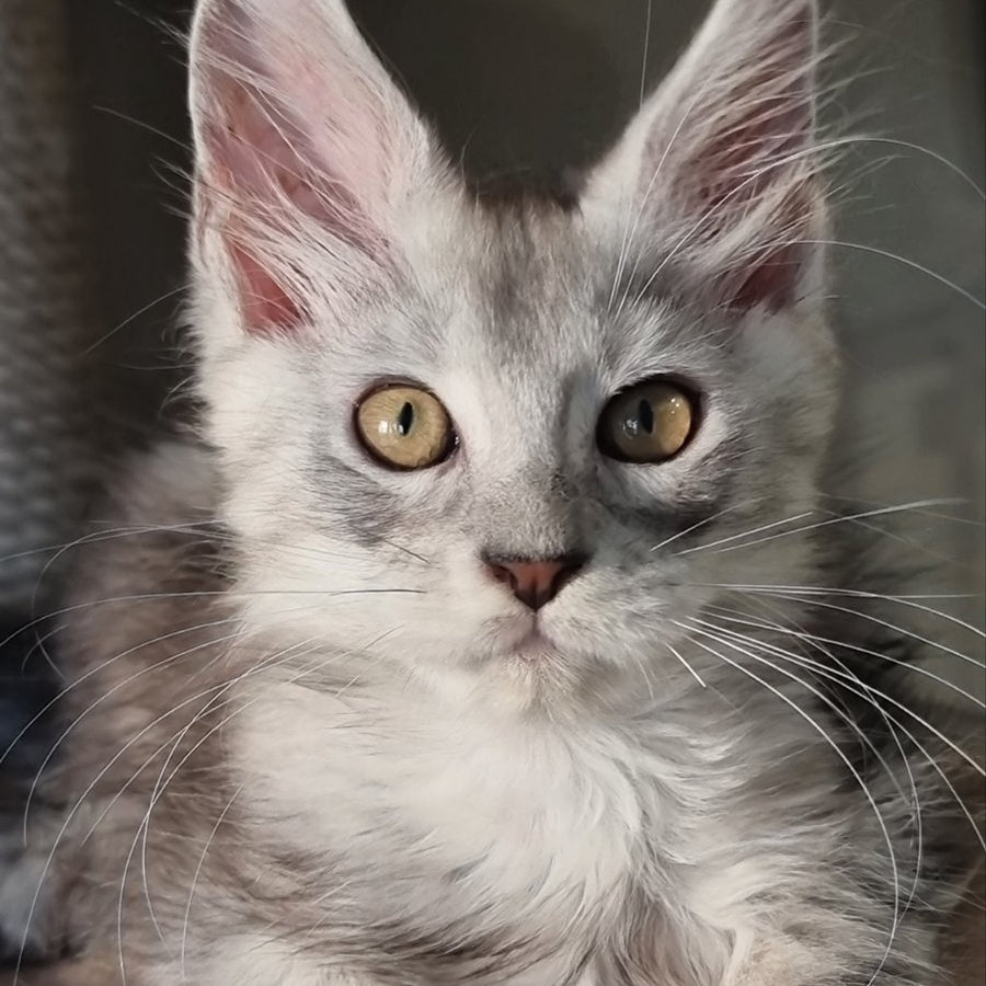 Elisa Maine Coon female, black silver tabby