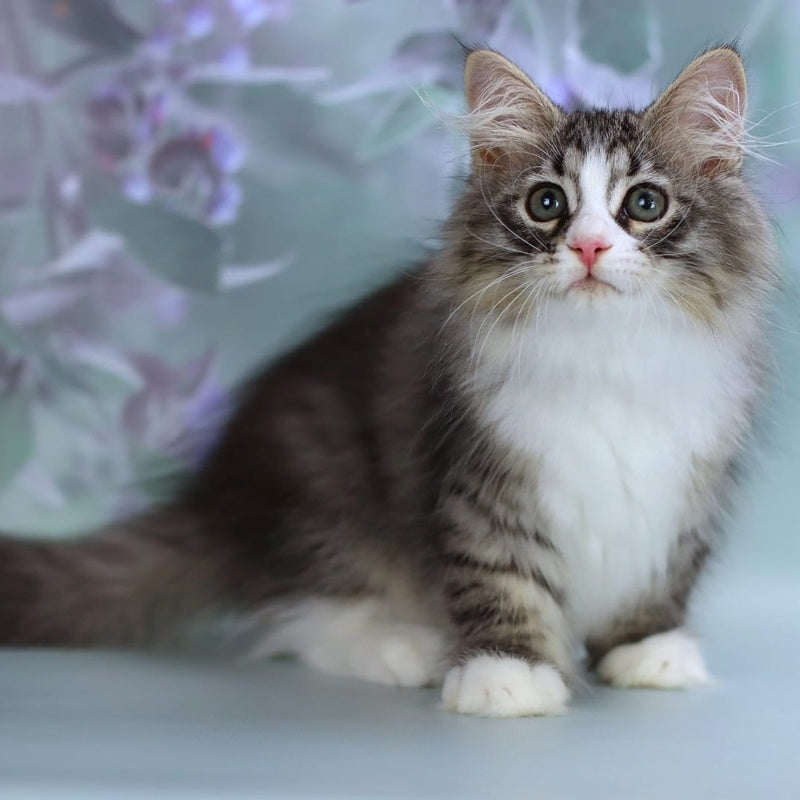 Gelius Siberian male, black with white spotted tabby