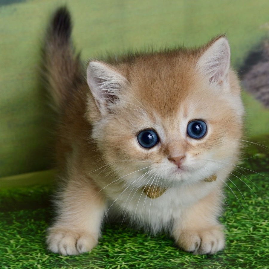 Ustin British Shorthair male, black golden shaded
