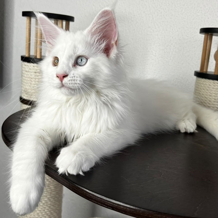 Bentley Maine Coon female, white