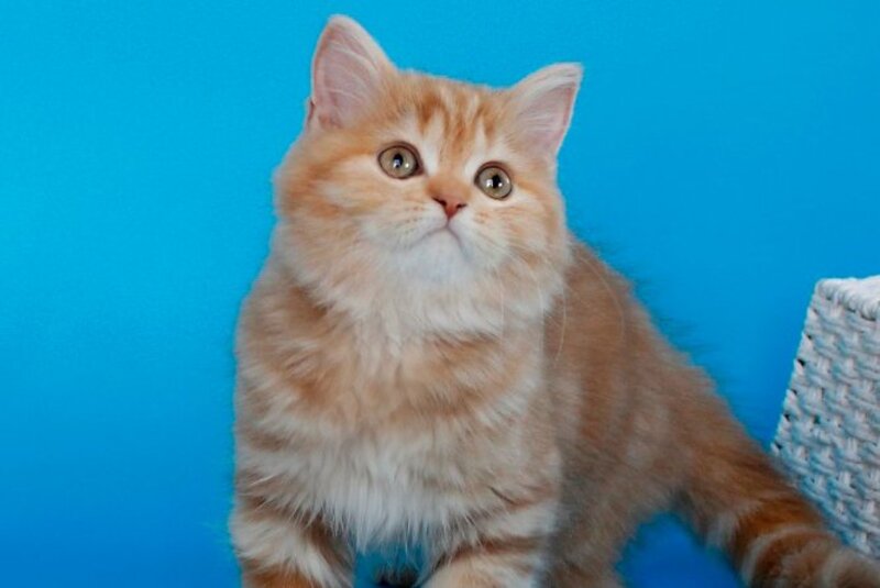 Lika Scottish Straight female, cinnamon tortie tabby
