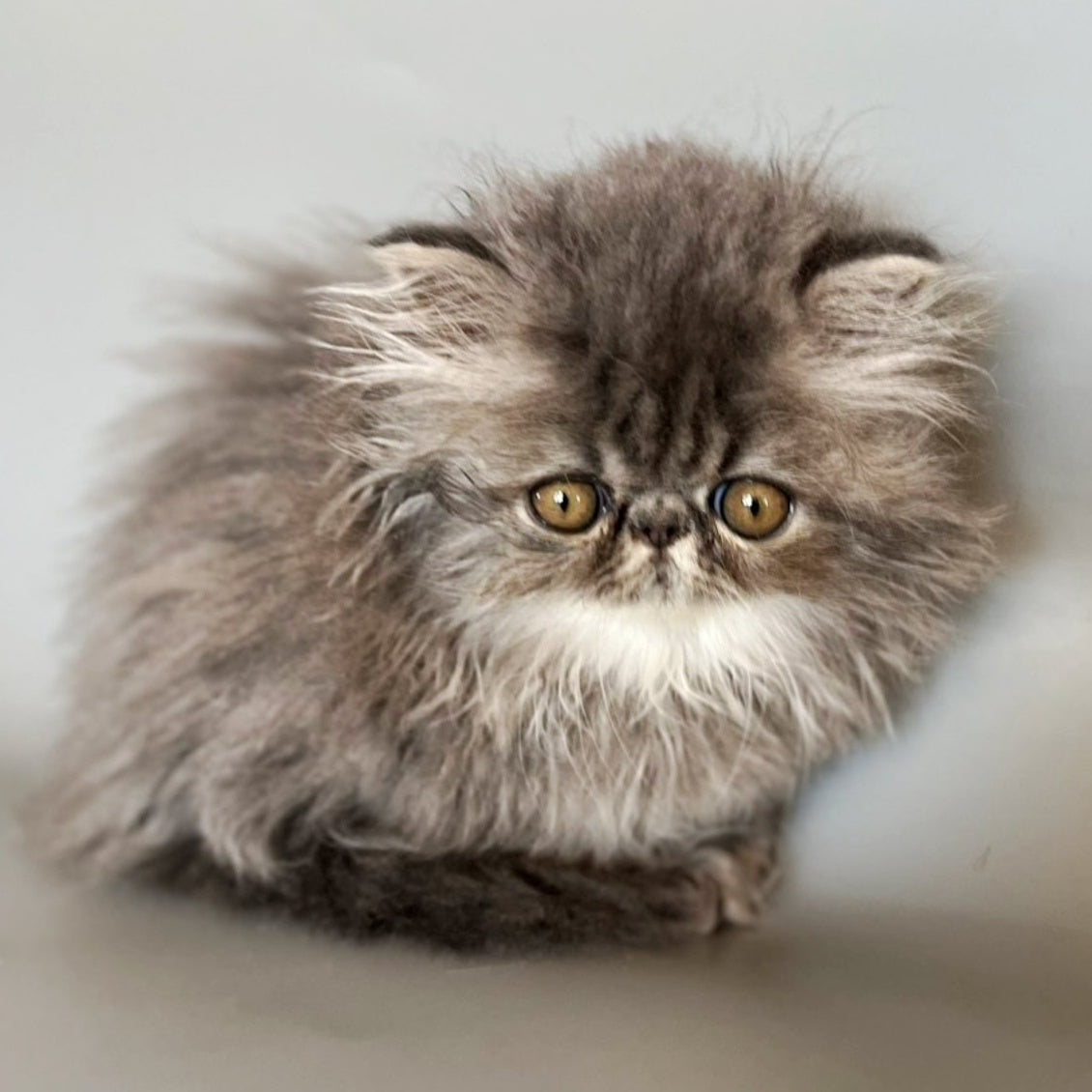 Balloo Persian male, blue silver spotted tabby