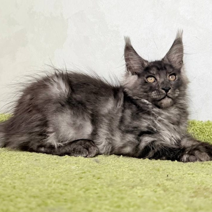 Katherine Maine Coon female, black silver