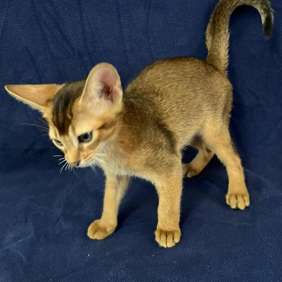 Flora Abyssinian female, black