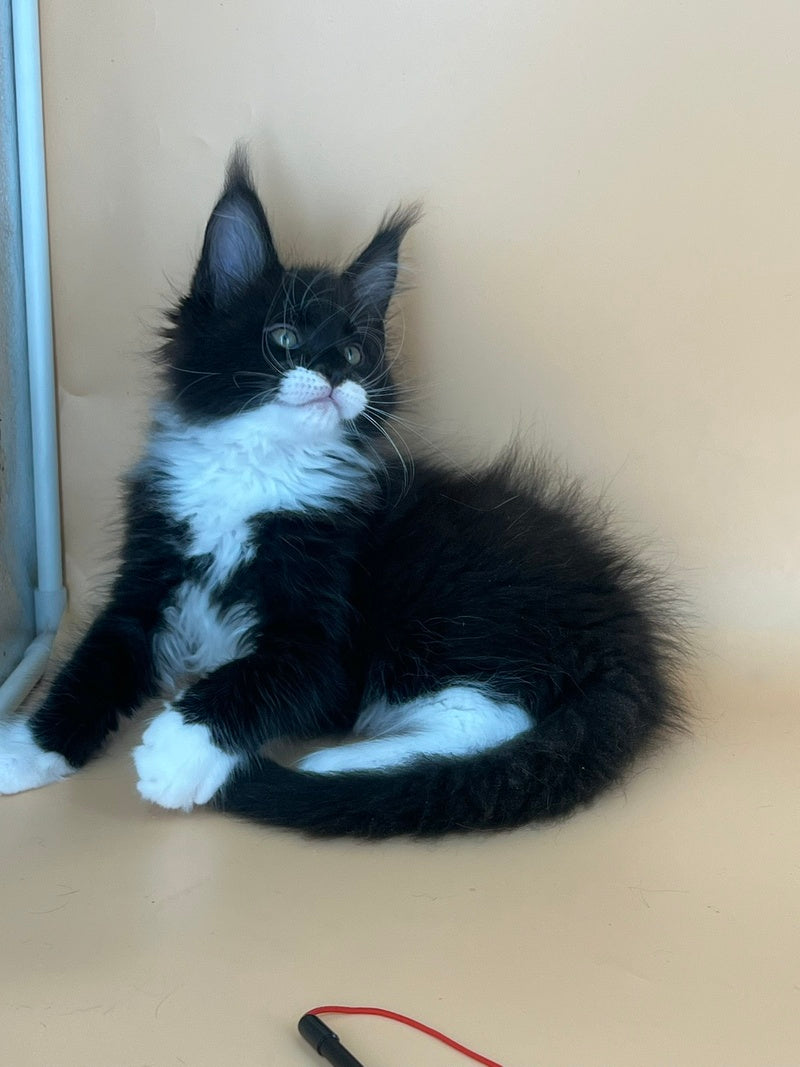 Betmann Maine Coon male, black bicolour